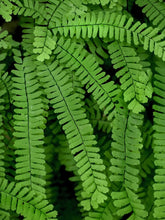 products/Pedatum.jpg